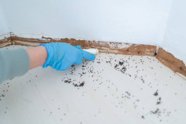 Best Bed Bug Extermination  in Rosharon, TX